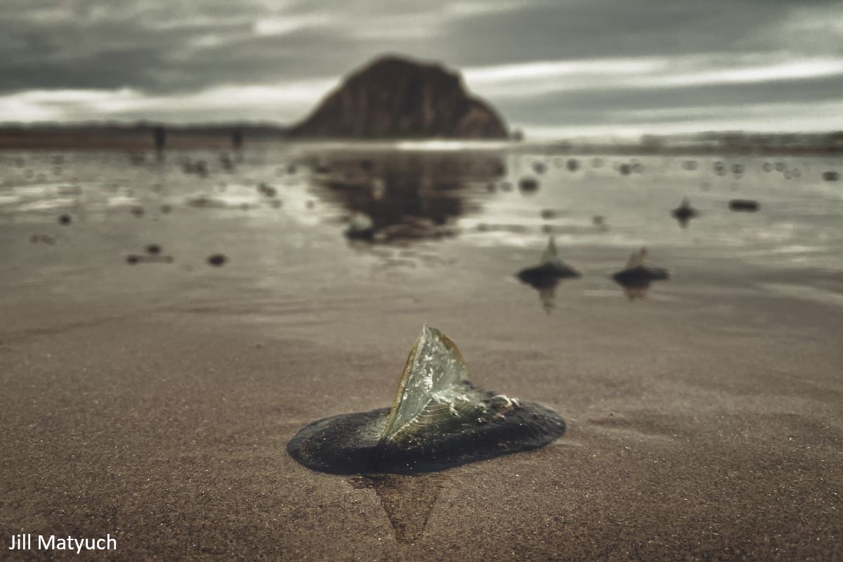Photo of By-the-wind Sailors (velella velella) on a beach with one mirroring the shadows of Morro Rock.